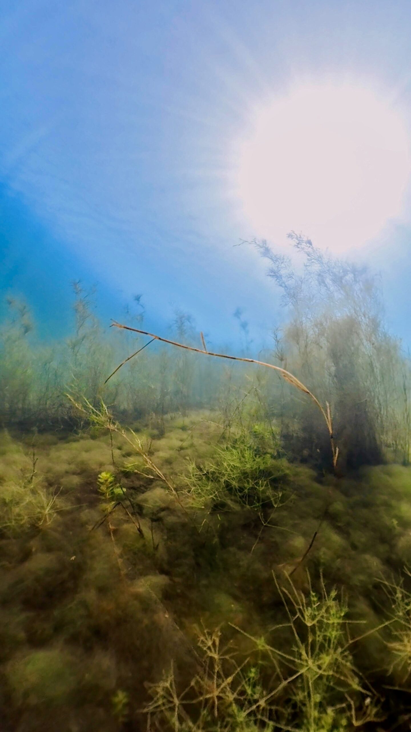 Tauchbasis Cospudener See unter Wasser Sonne