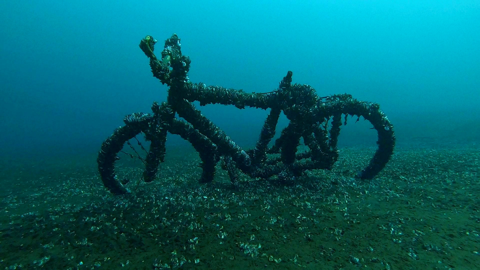 Tauchbasis Cospudener See Fahrrad im Wasser Unterwasserfahrrad